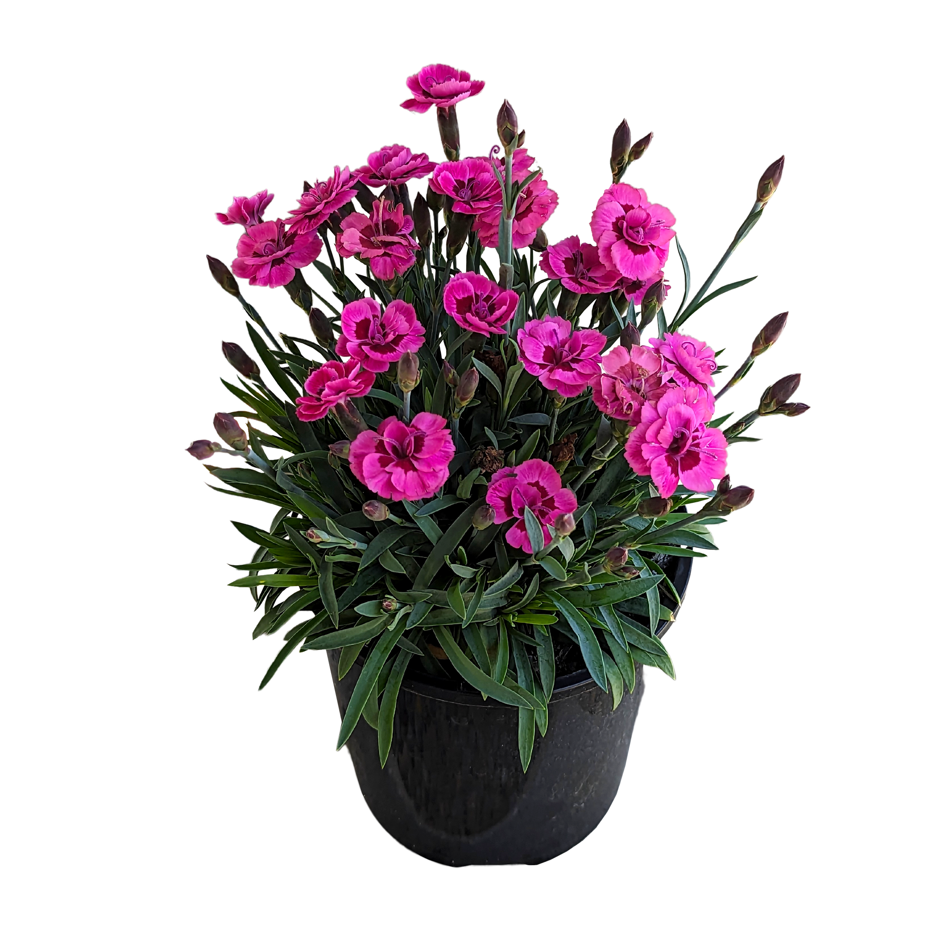 two tone pink flowers compact growth hardy perennial carnation