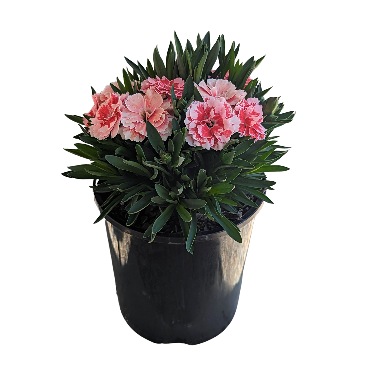 Dianthus caryophyllus - Carnation 125mm
