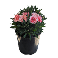 Dianthus caryophyllus - Carnation 125mm
