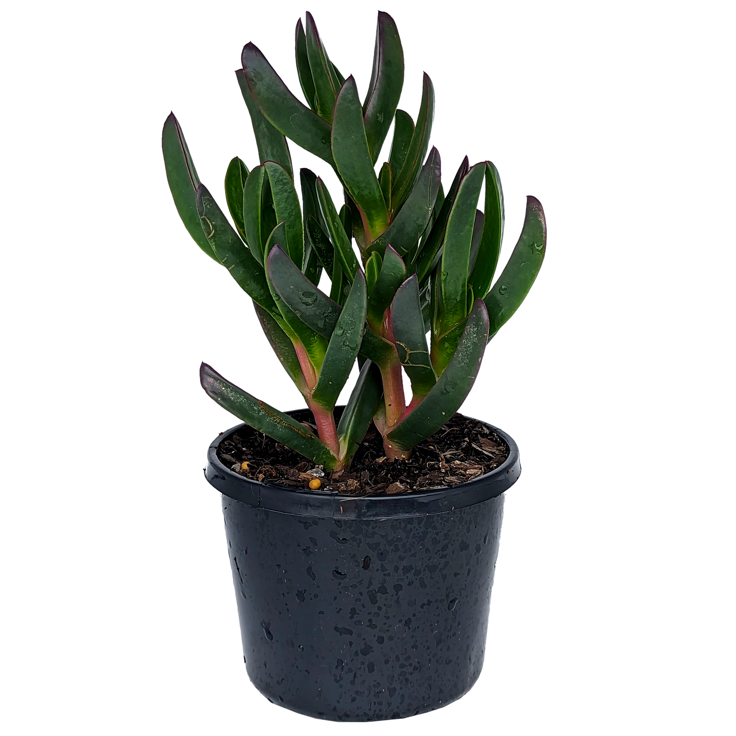 Carpobrotus - Giant Pigface 125mm