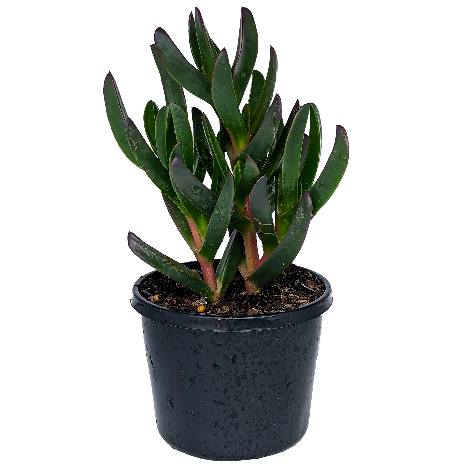 Carpobrotus - Giant Pigface 125mm