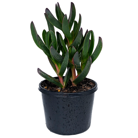 Carpobrotus - Giant Pigface 125mm