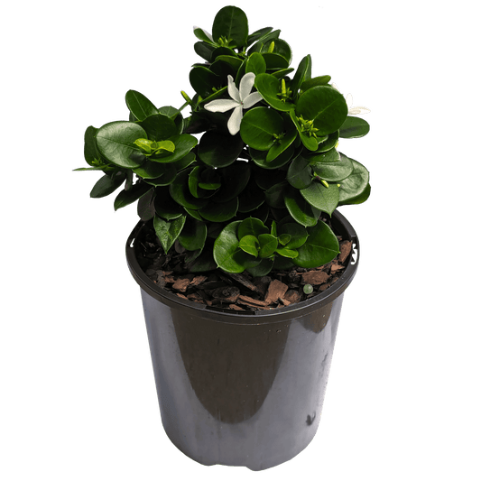 Carissa macrocarpa - Carissa Desert Star