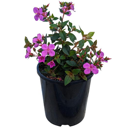 Centradenia Cascade. Deep green with red toned tipped foliage on red stemmed plant with pink flowers. 