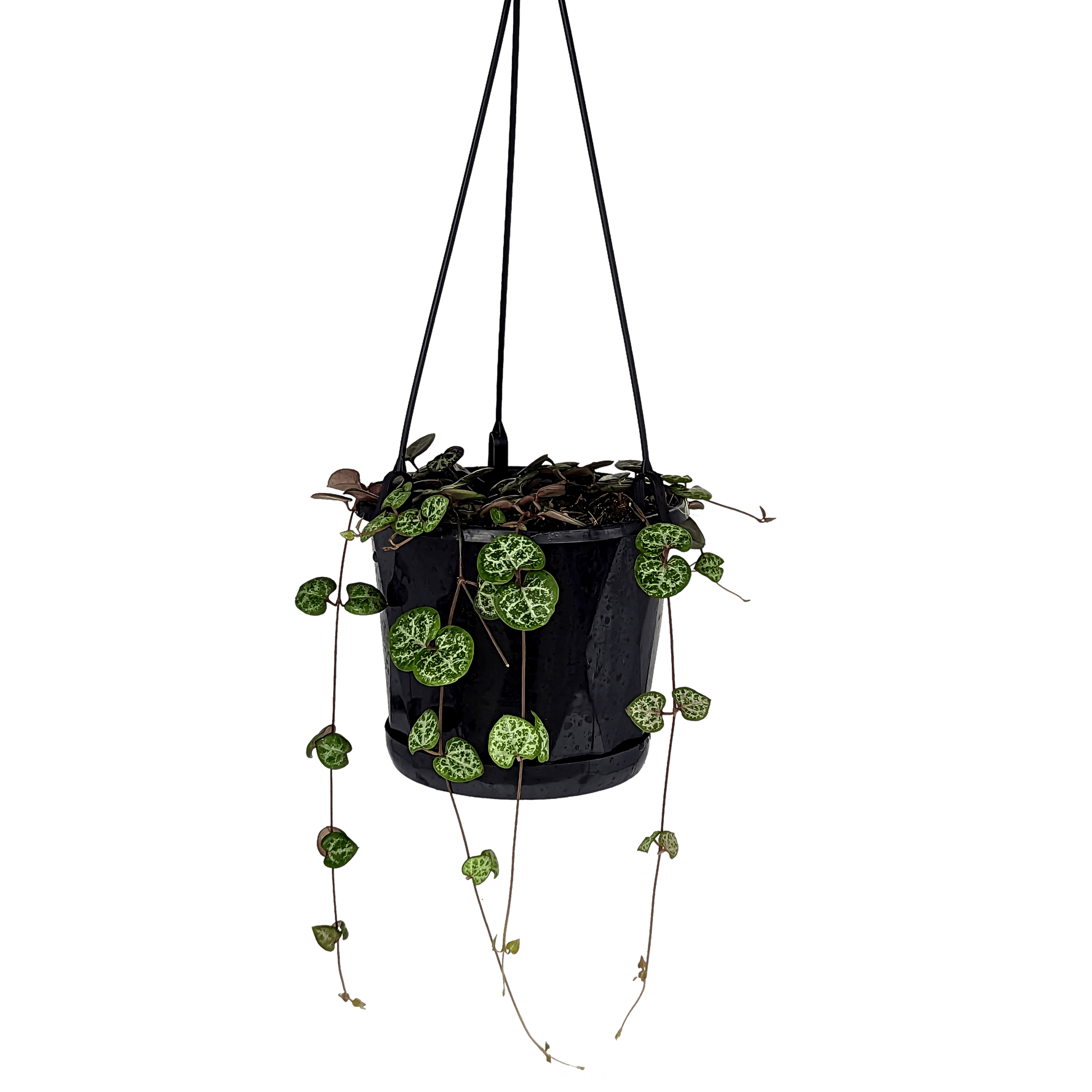 Ceropegia woodii - Chain of Hearts 130mm Green