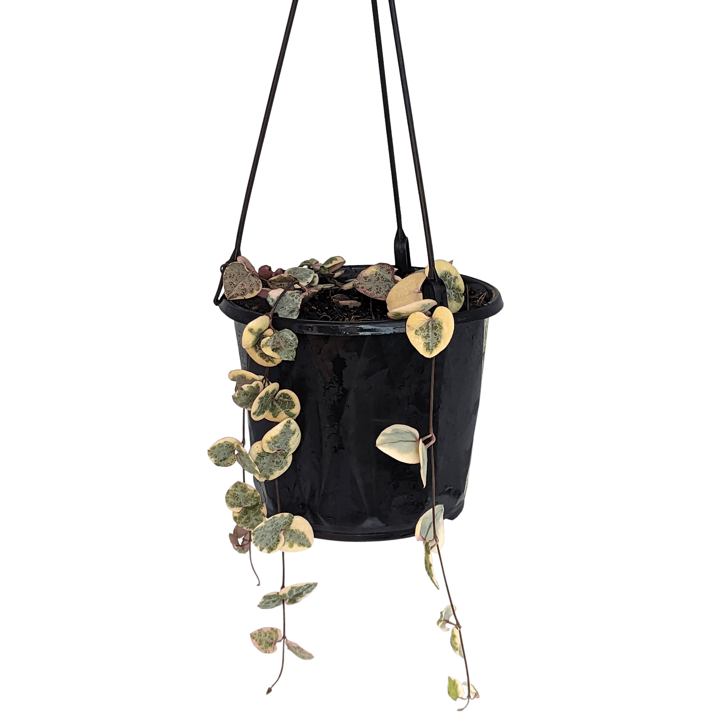 Ceropegia woodii - Chain of Hearts 130mm Variegated