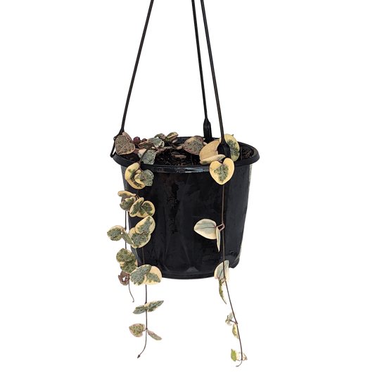 Ceropegia woodii - Chain of Hearts 130mm Variegated