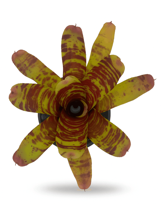 Neoregelia 'Screaming Tiger' Bromiliad