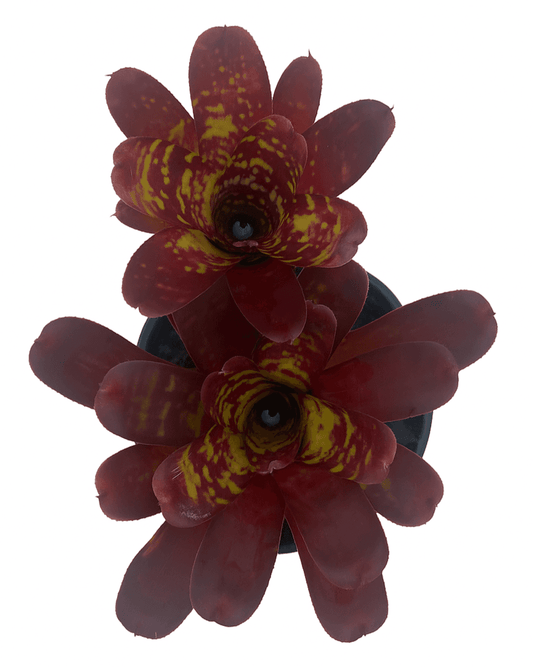 Neoregelia 'Mini Skirt' Deep Red Foliage, Lime Green Mottling on leaves, Compact Rosette Form.