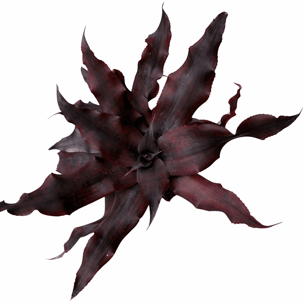 Cryptanthus 'Black Magic' (Top). Black Cryptanthus Earth Star