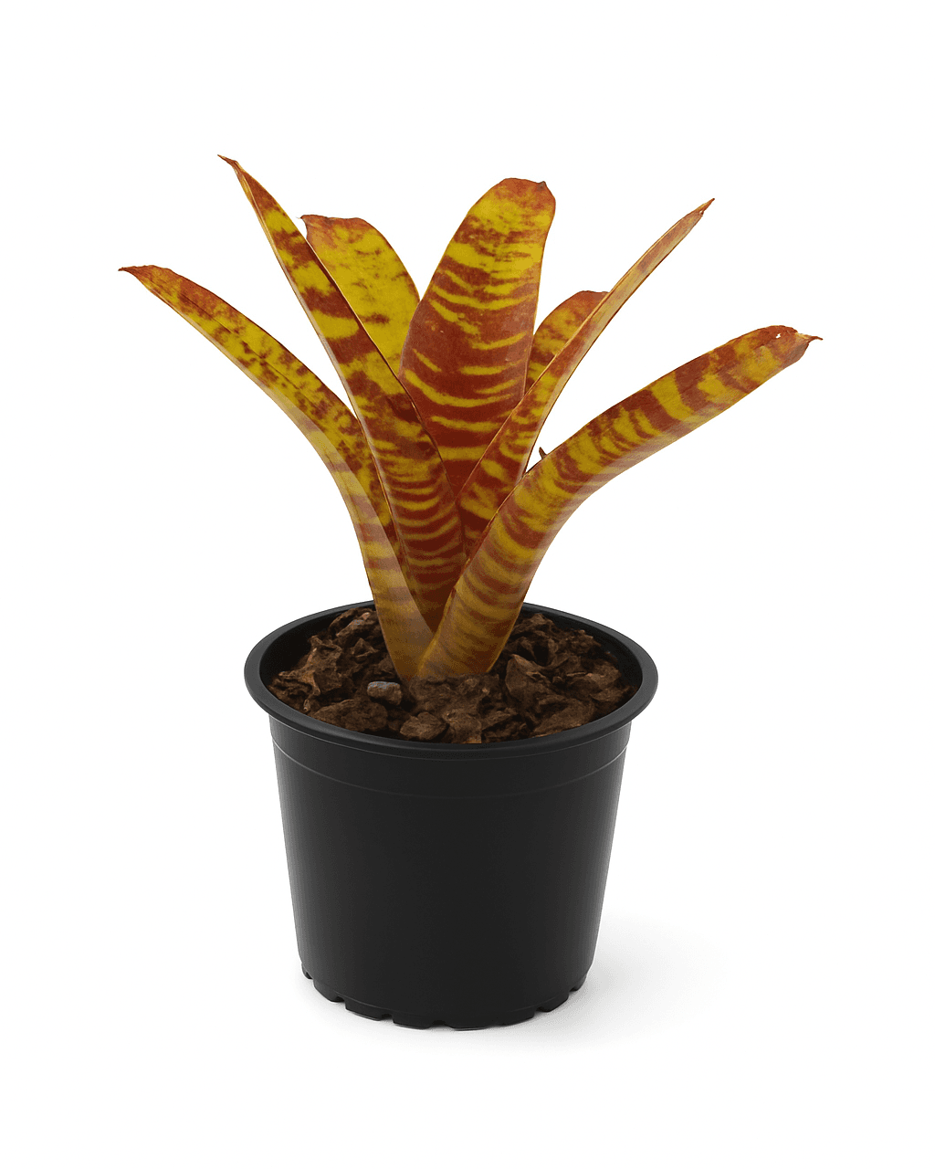 Neoregelia 'Screaming Tiger' Bromeliad