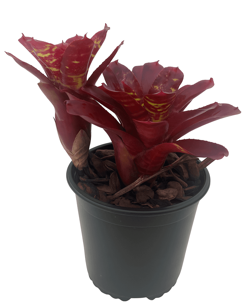 Neoregelia 'Mini Skirt' Deep Red foliage with Lime Green mottled leaves, compact rosette form.