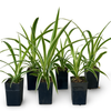 Chlorophytum comosum Zebrina - 6 Plant Bundle (FREE SHIPPING!)
