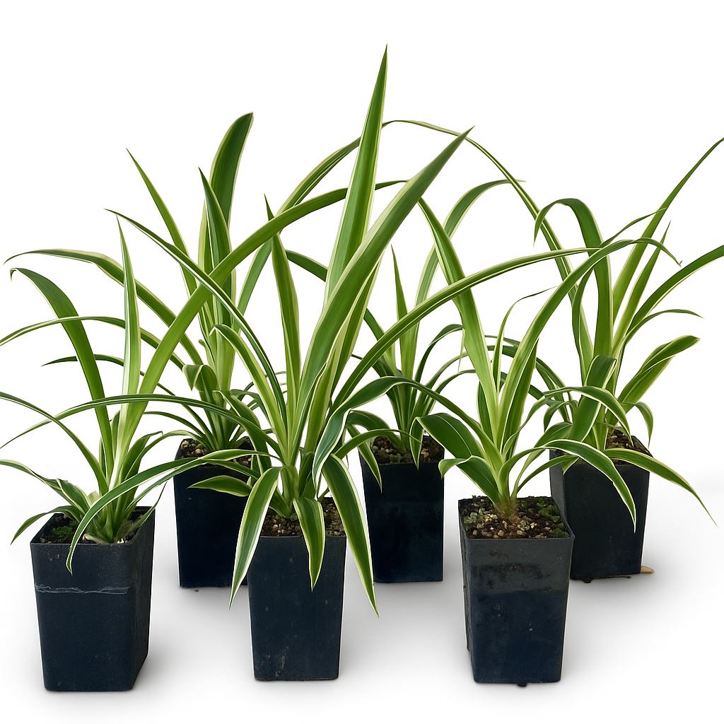 Chlorophytum comosum Zebrina - 6 Plant Bundle (FREE SHIPPING!)