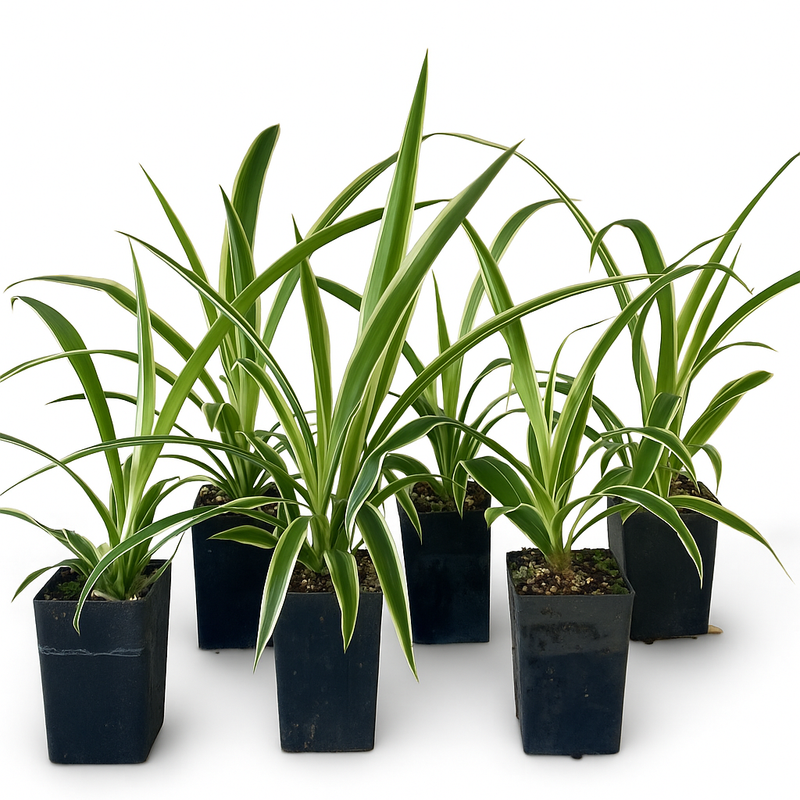 Chlorophytum comosum Zebrina - 6 Plant Bundle (FREE SHIPPING!)