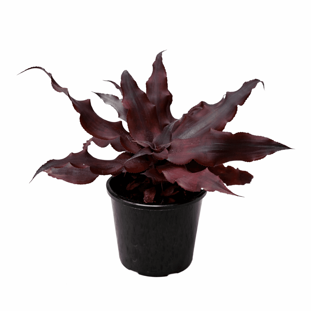 Cryptanthus 'Black Magic' (Side). Black Cryptanthus Earth Star