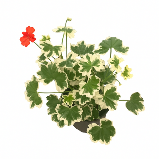 Pelargonium Ice Queen