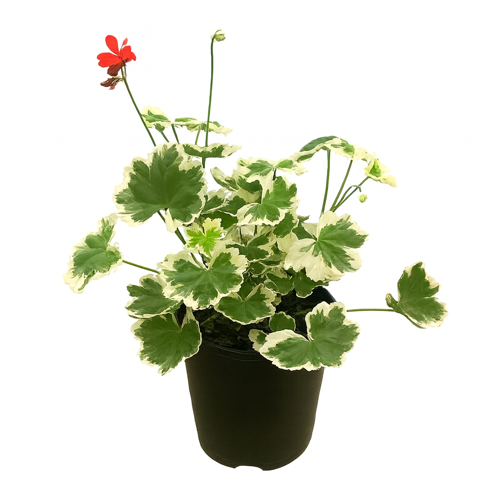 Pelargonium Ice Queen