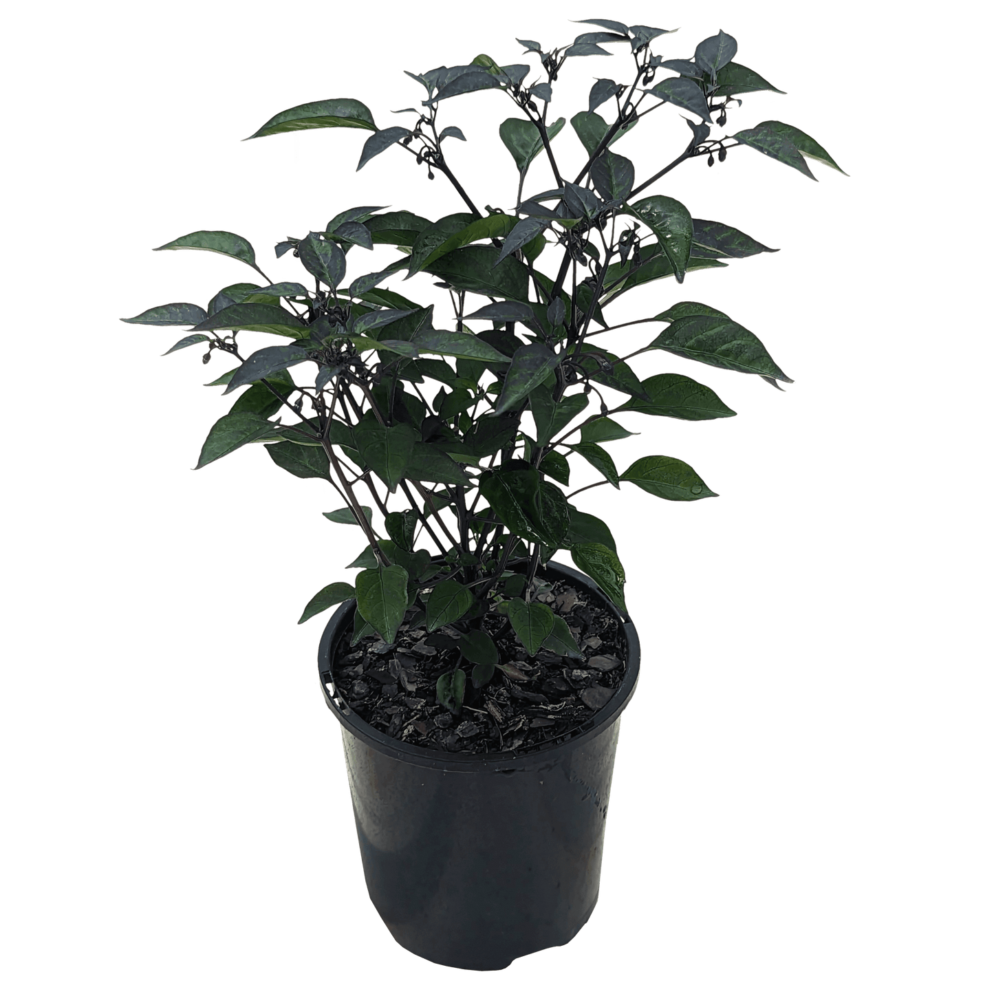 Capsicum annuum - Chilli Purple Thai