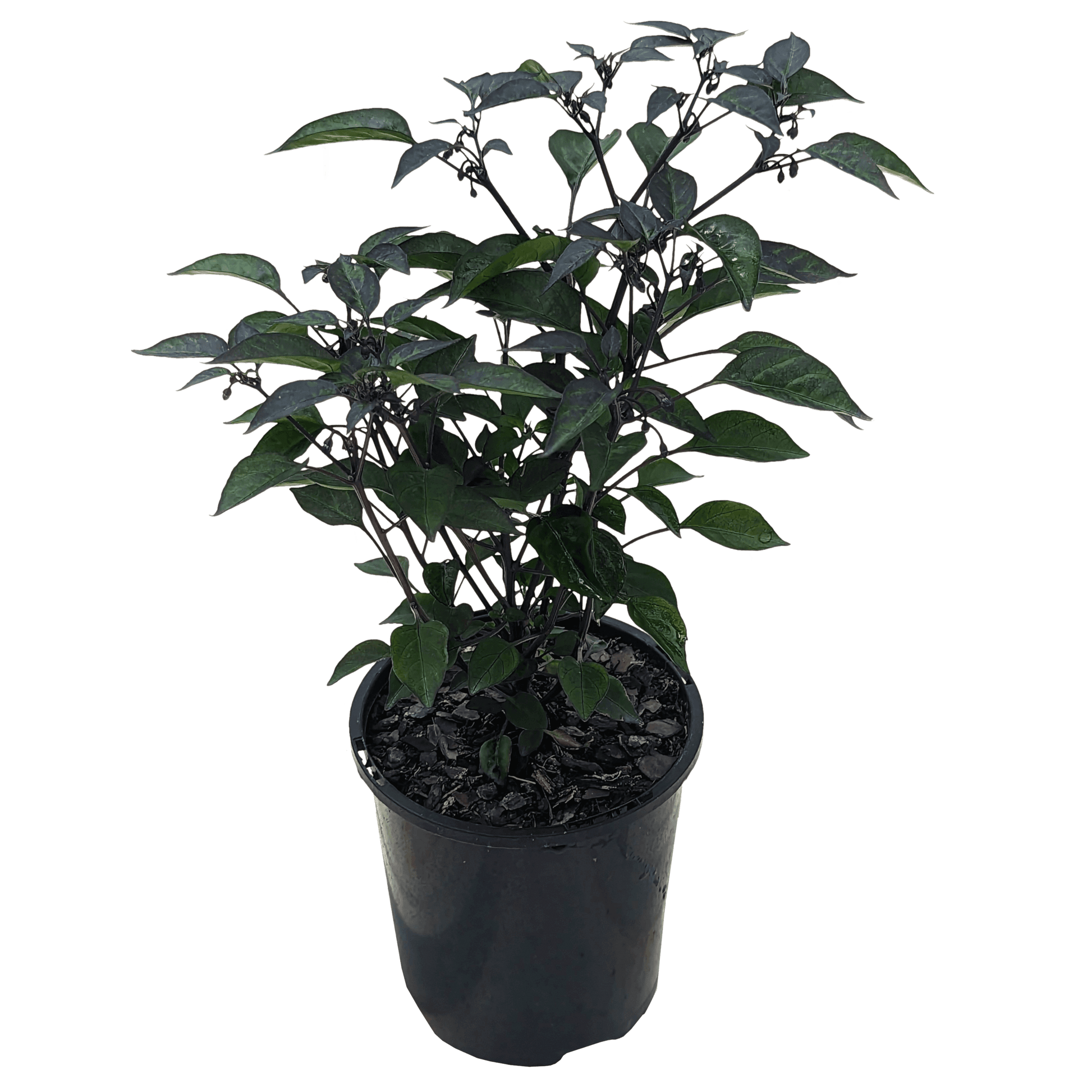 Capsicum annuum - Chilli Purple Thai