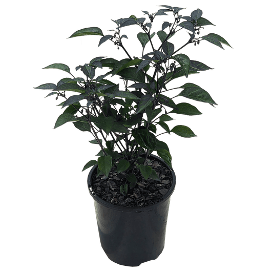 Capsicum annuum - Chilli Purple Thai