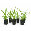Chlorophytum comosum Zebrina - 6 Plant Bundle (FREE SHIPPING!)