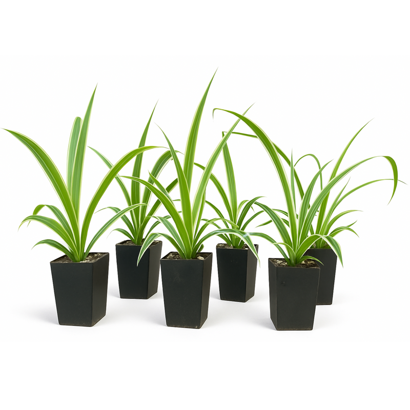 Chlorophytum comosum Zebrina - 6 Plant Bundle (FREE SHIPPING!)