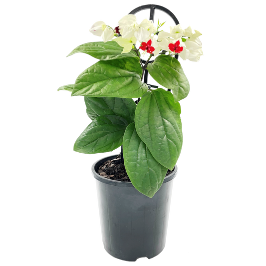 Climbing flowering clerodendrum Bleeding Heart with white flowers with contrasting red center.