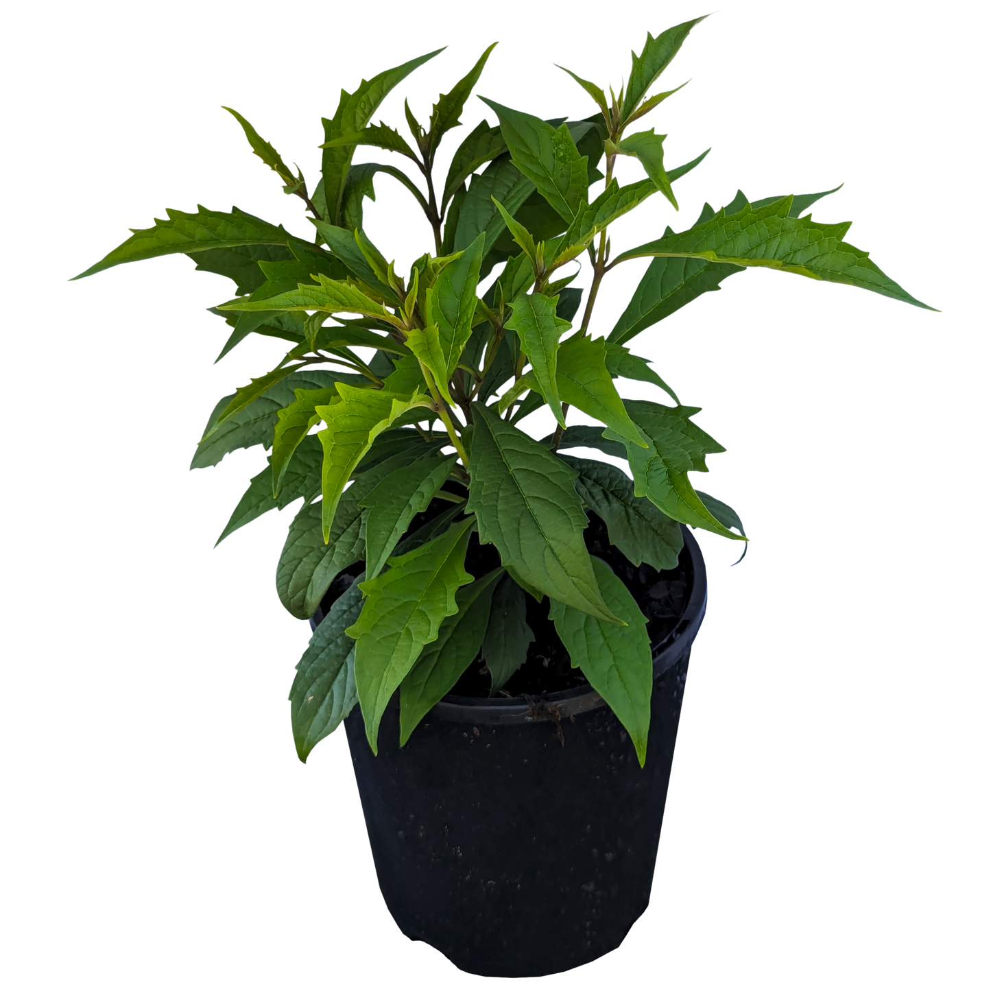 Clerodendrum incisum - Musical Note