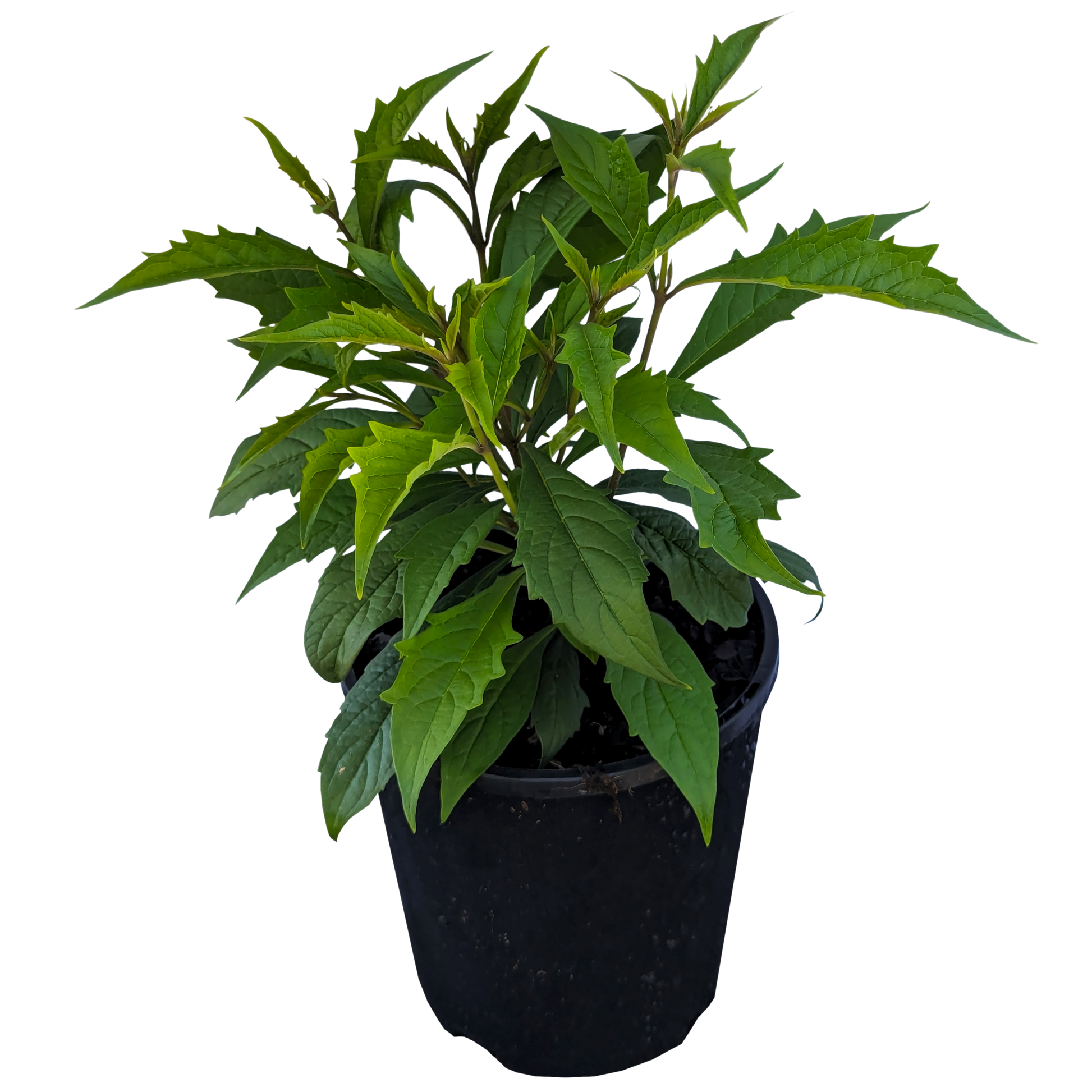 Clerodendrum incisum - Musical Note