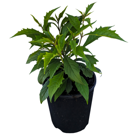 Clerodendrum incisum - Musical Note