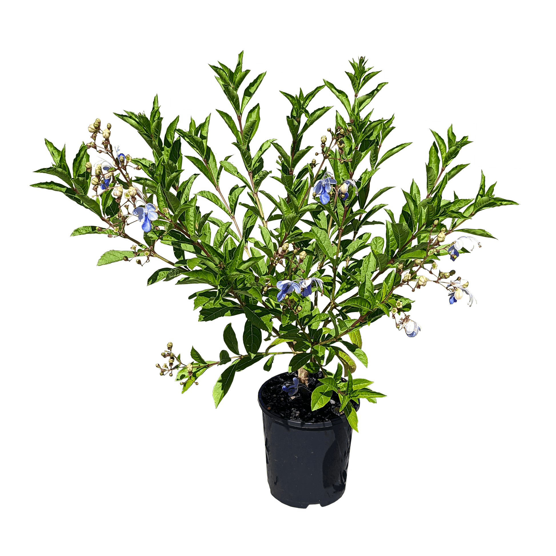 Clerodendrum Ugandense - Blue Butterfly Bush 140mm