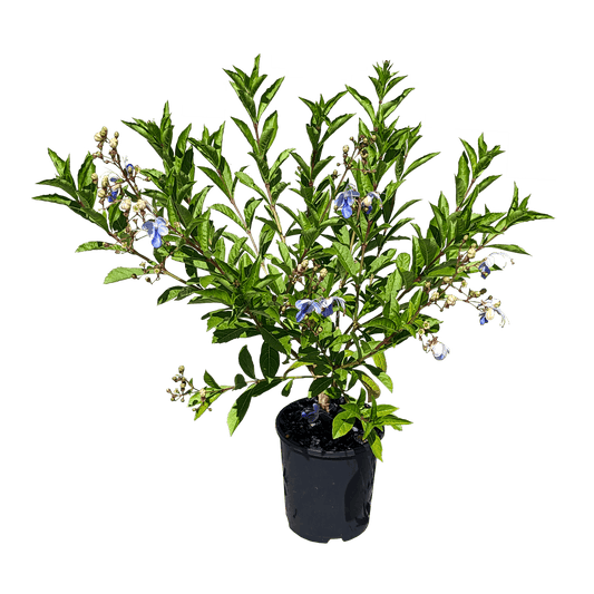 Clerodendrum Ugandense - Blue Butterfly Bush 140mm