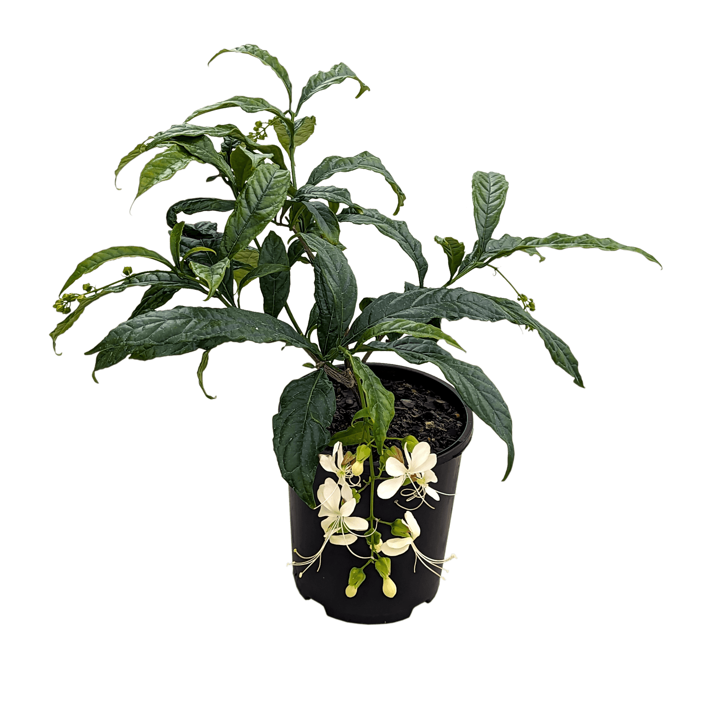 Clerodendrum Wallichii 140mm