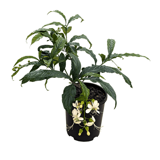 Clerodendrum Wallichii 140mm