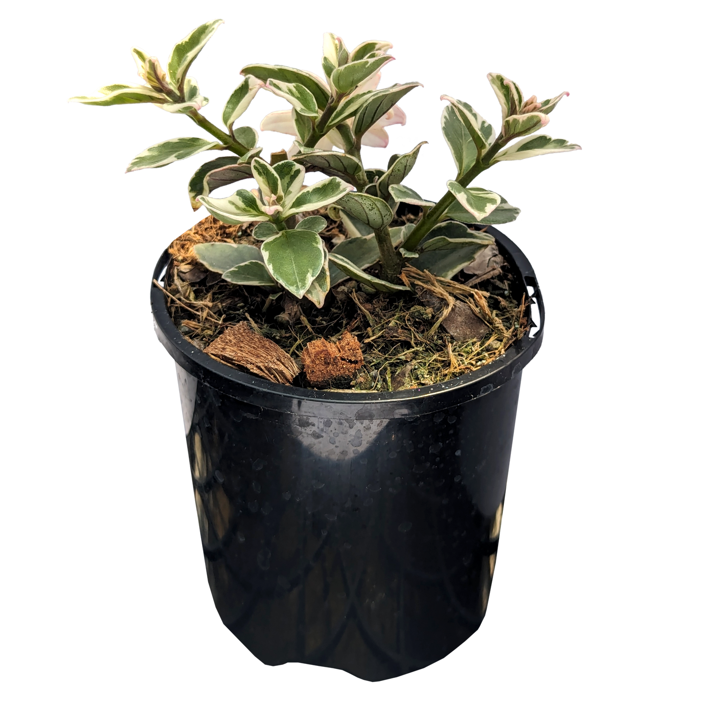 Columnea hirta variegata 100mm pot