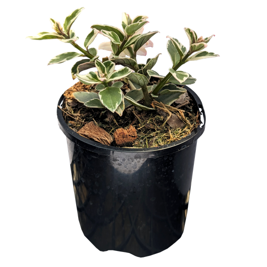 Columnea hirta variegata 100mm pot