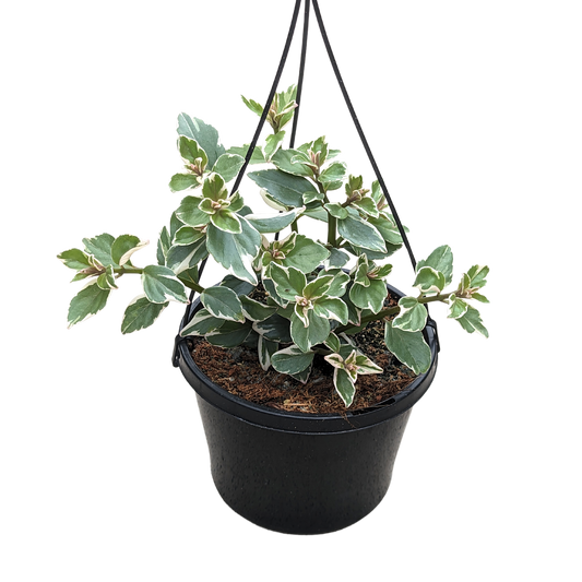 Columnea hirta variegata 155mm pot