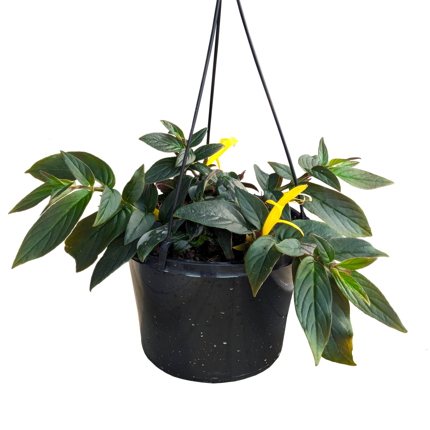 Columnea Mecure Hanging Basket