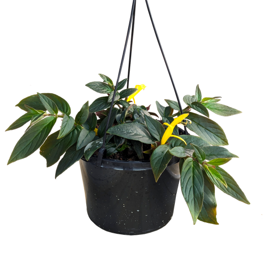 Columnea Mecure Hanging Basket