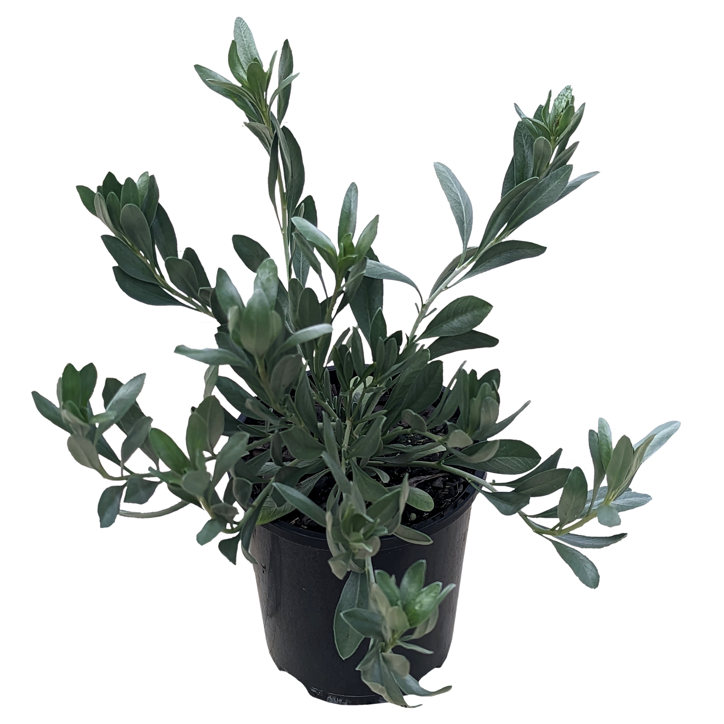 shiny dusty blue foliage Convolvulus Cneorum plant in pot.