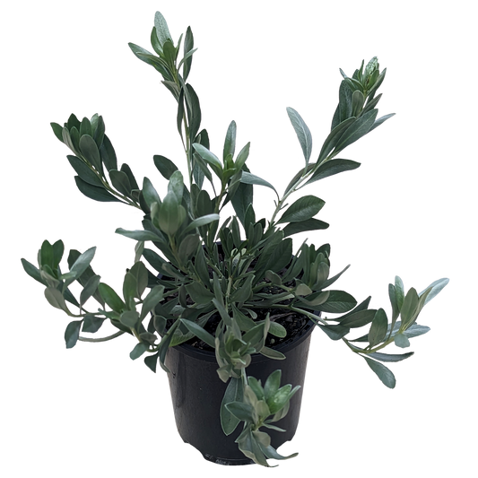 shiny dusty blue foliage Convolvulus Cneorum plant in pot.