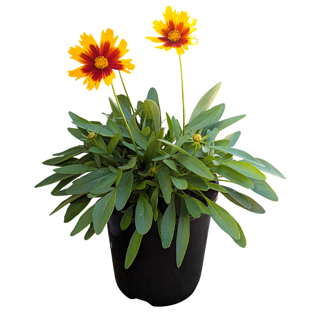 Coreopsis Gold and Bronze - Tickseed | Our Plant Shop