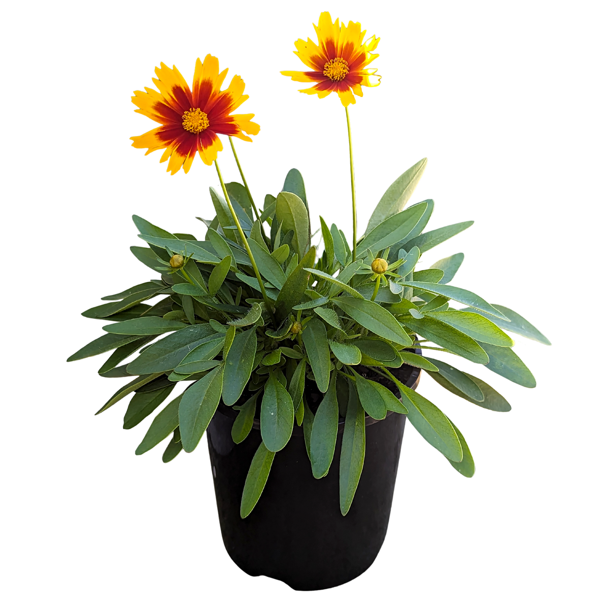 Coreopsis Gold and Bronze 140mm