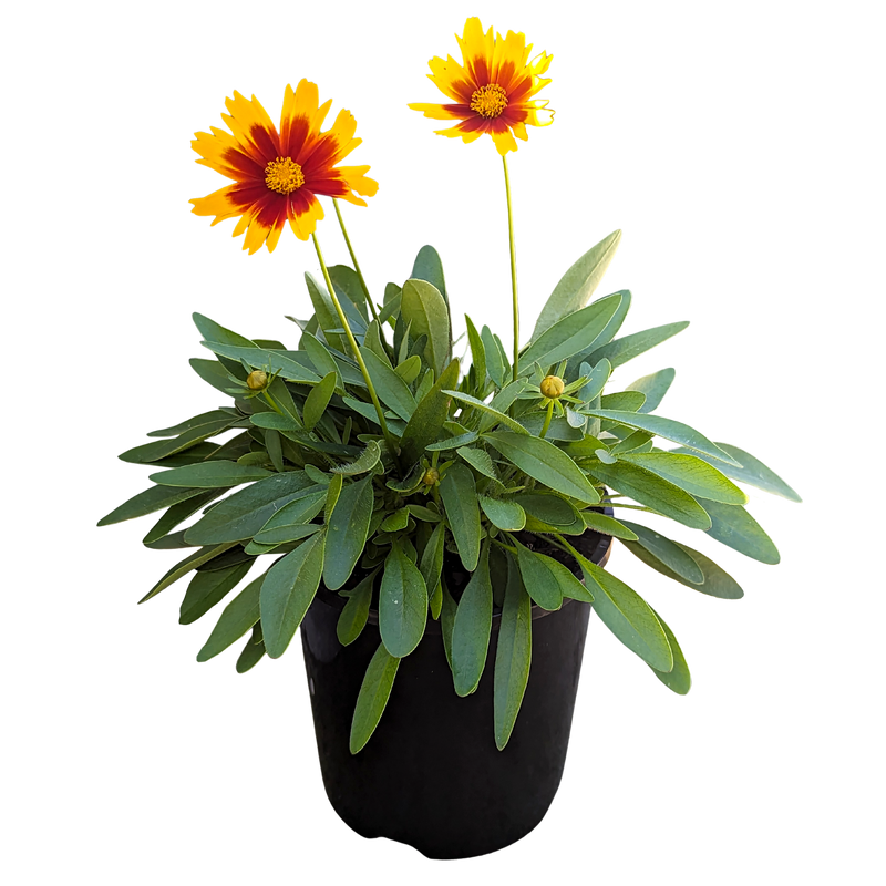 Coreopsis Gold and Bronze 140mm