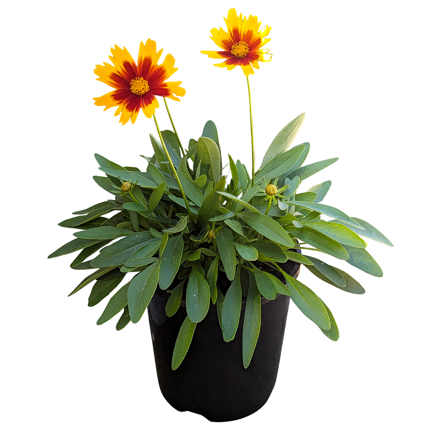 yellow and bronze two tone coreopsis 