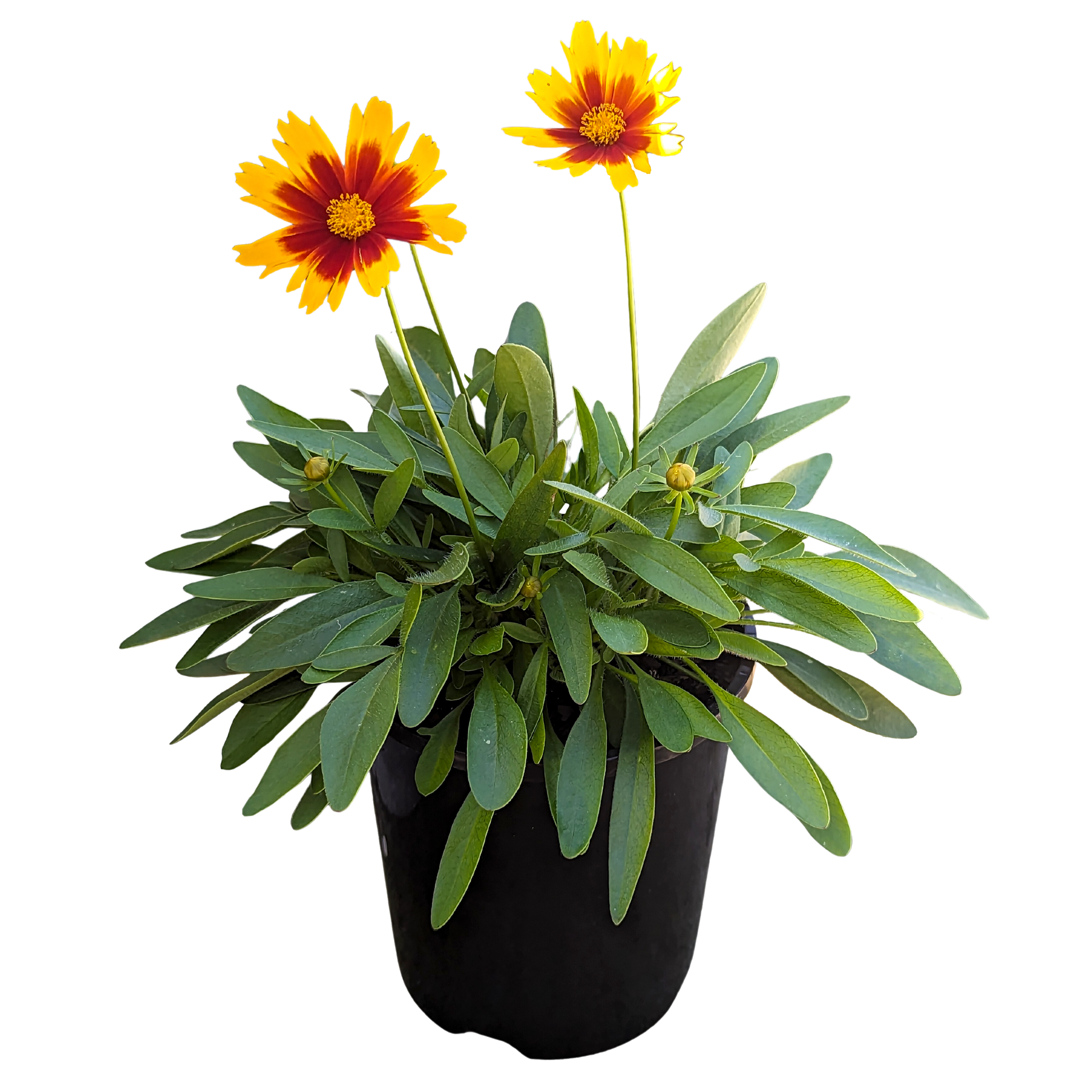 yellow and bronze two tone coreopsis 