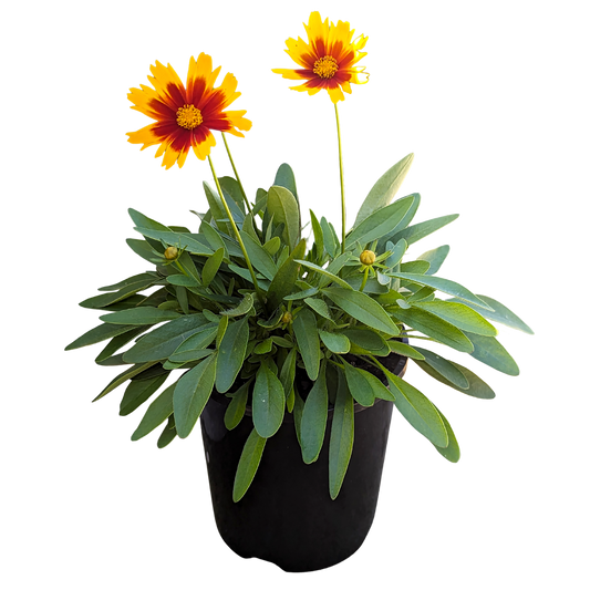 yellow and bronze two tone coreopsis 