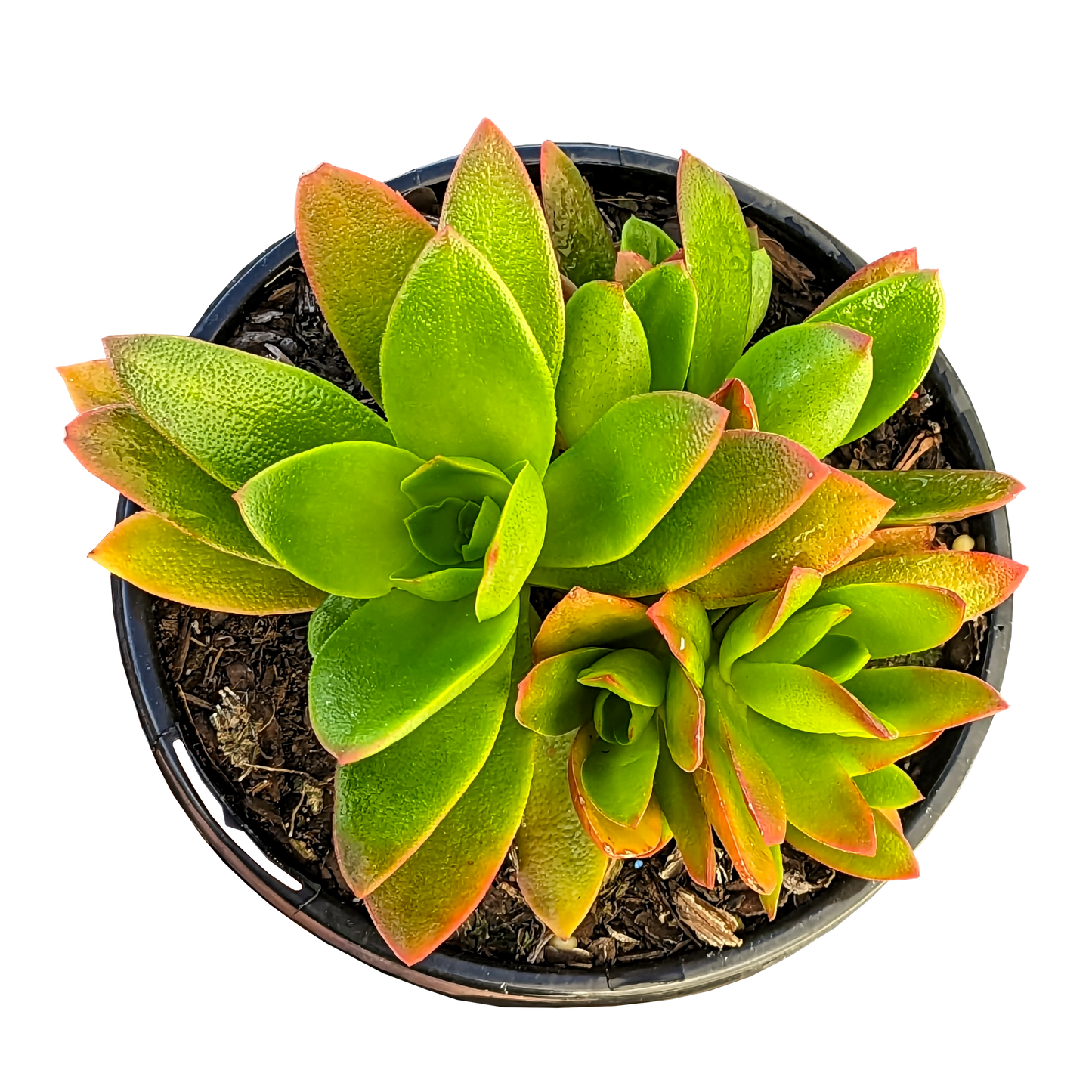 orange, yellow and green crassula campfire potted succulent plant