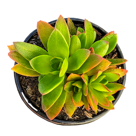 orange, yellow and green crassula campfire potted succulent plant
